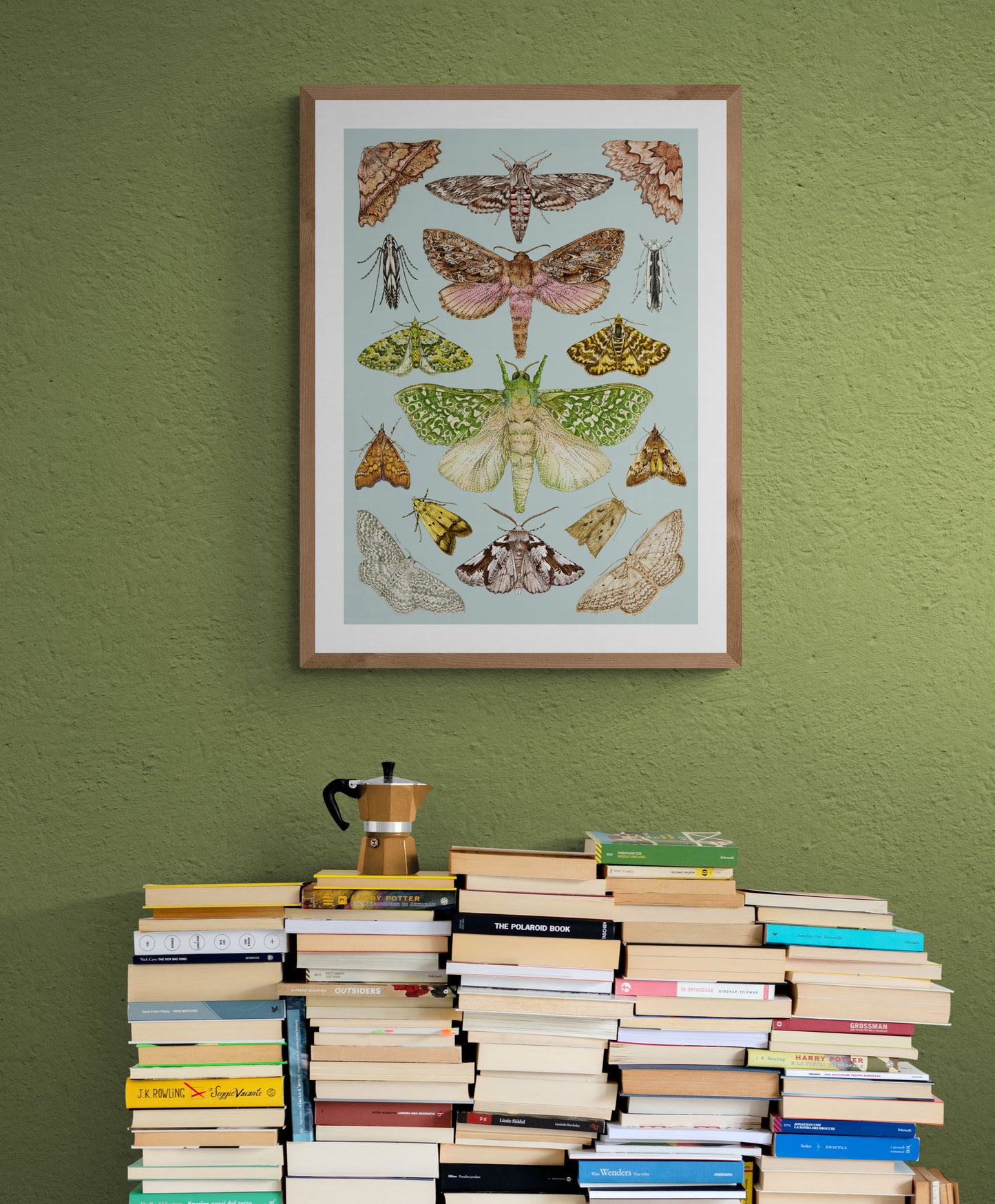 NEW ZEALAND MOTHS