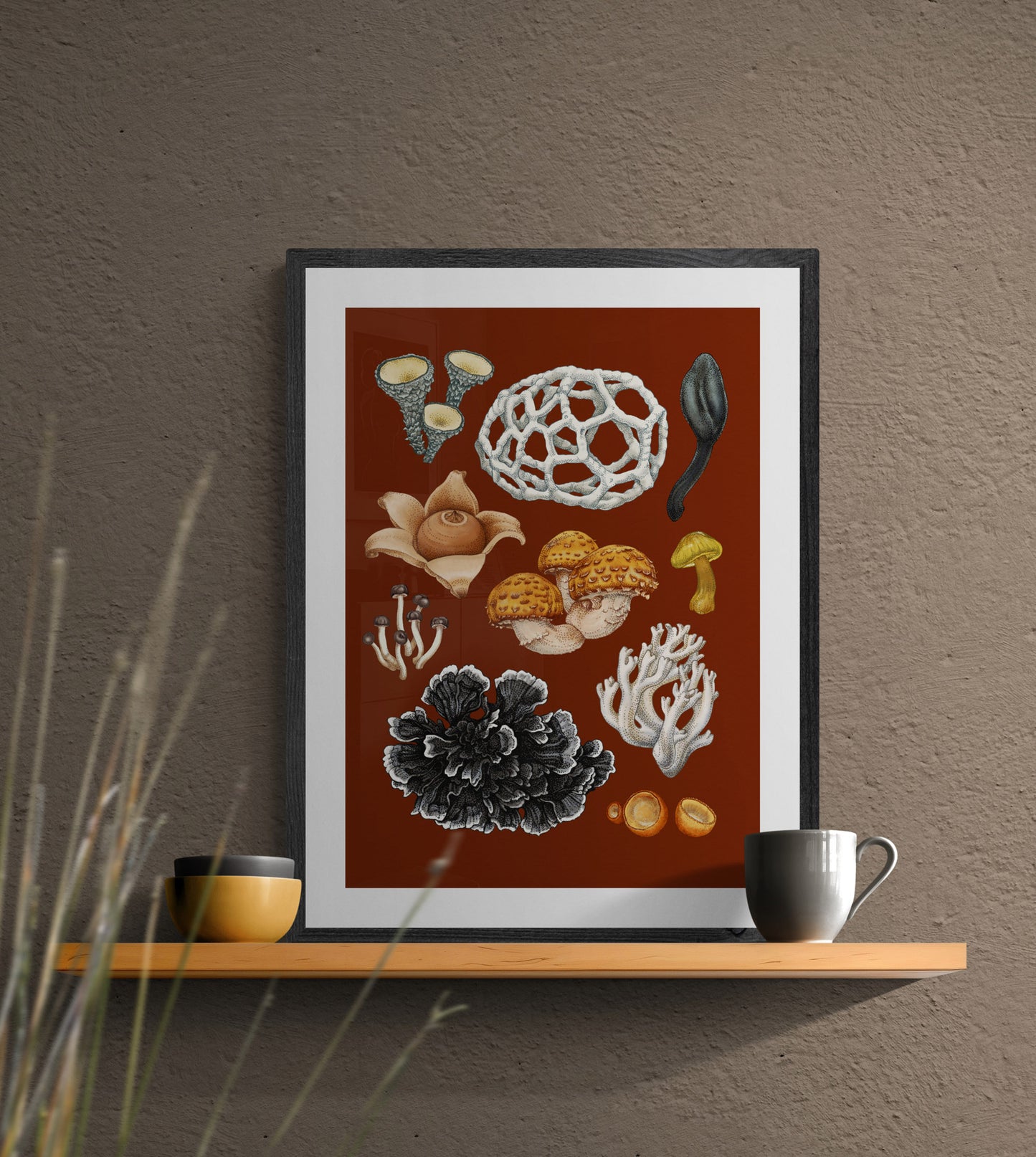 NEW ZEALAND FUNGI - PHELLODON