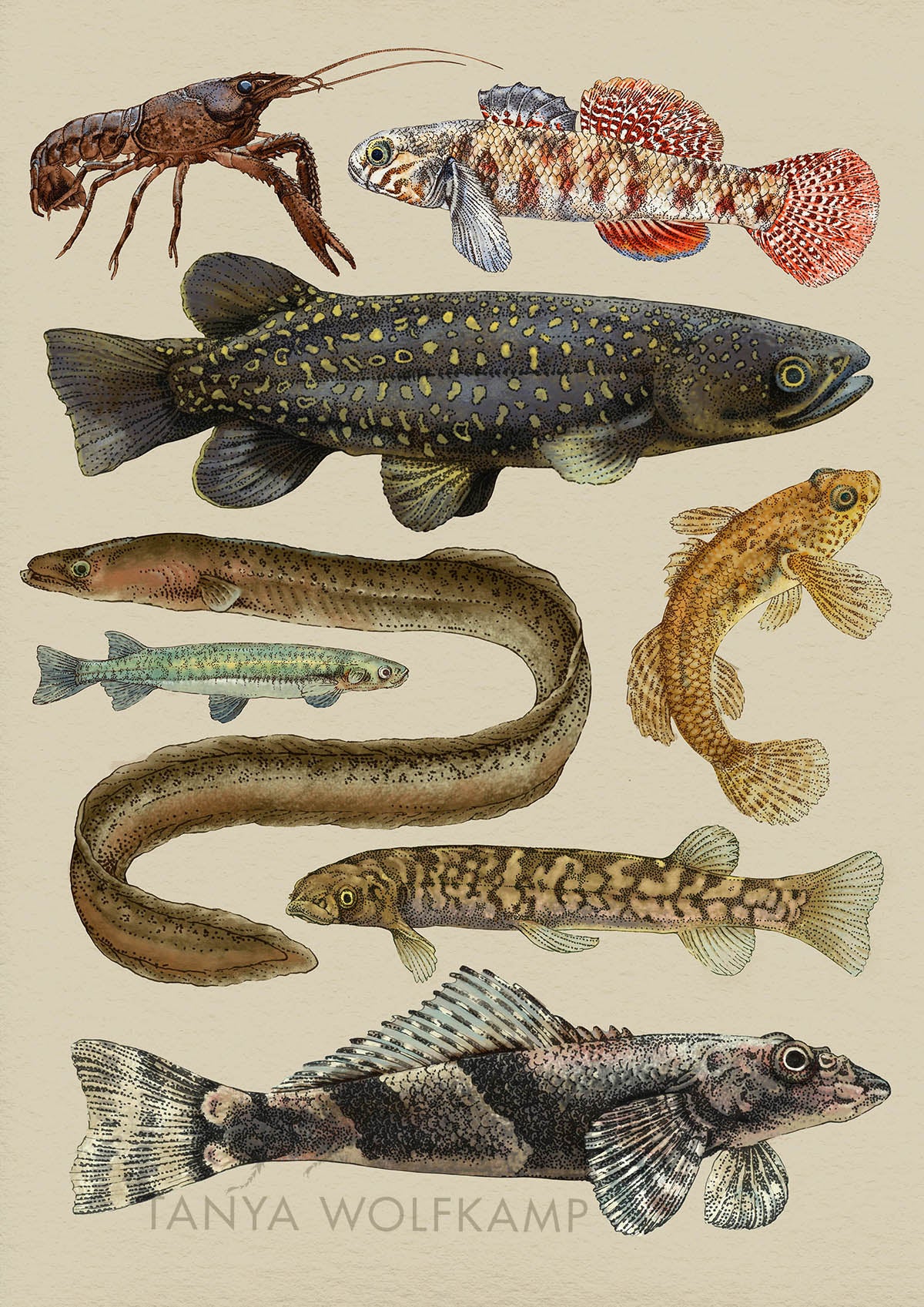 Illustration of NZ freshwater fish species on a beige background, by artist Tanya Wolfkamp