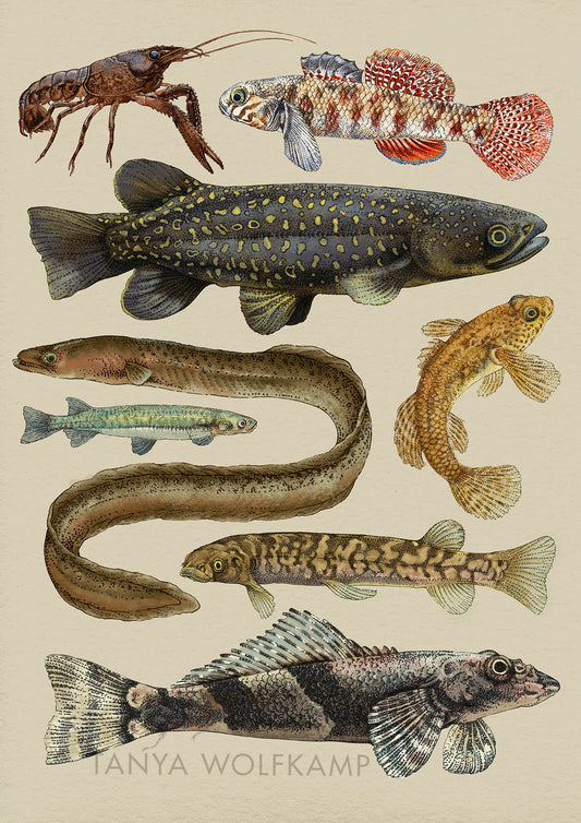 Illustration of NZ freshwater fish species on a beige background, by artist Tanya Wolfkamp