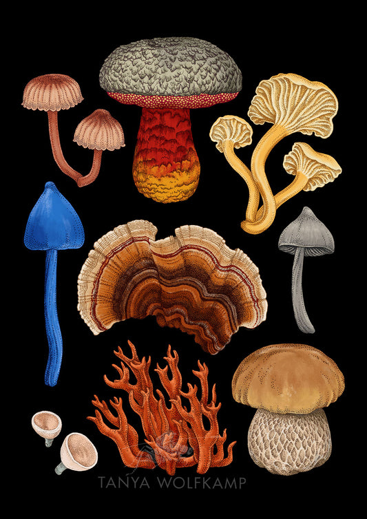 Hand drawn illustrations of NZ fungi on a black background, by artist Tanya Wolfkamp.