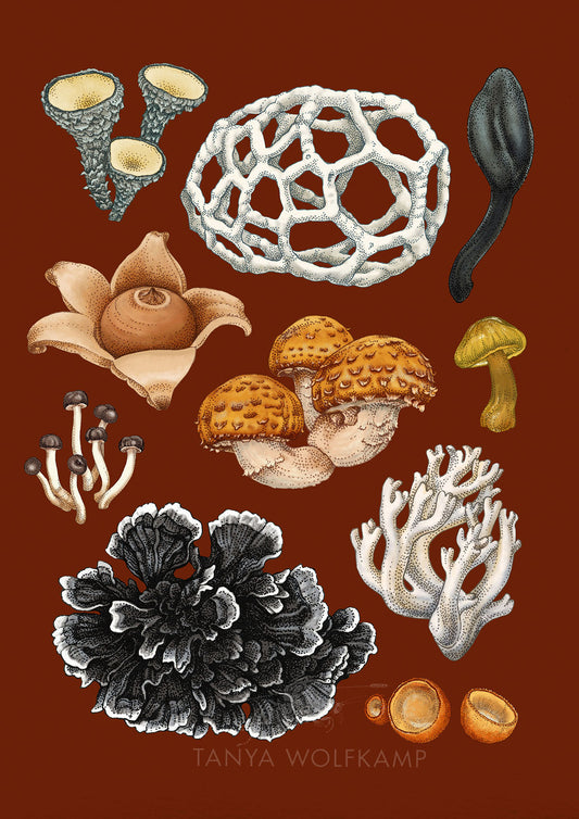 Coloured ink drawings of NZ fungi on a brick red background, by Tanya Wolfkamp.