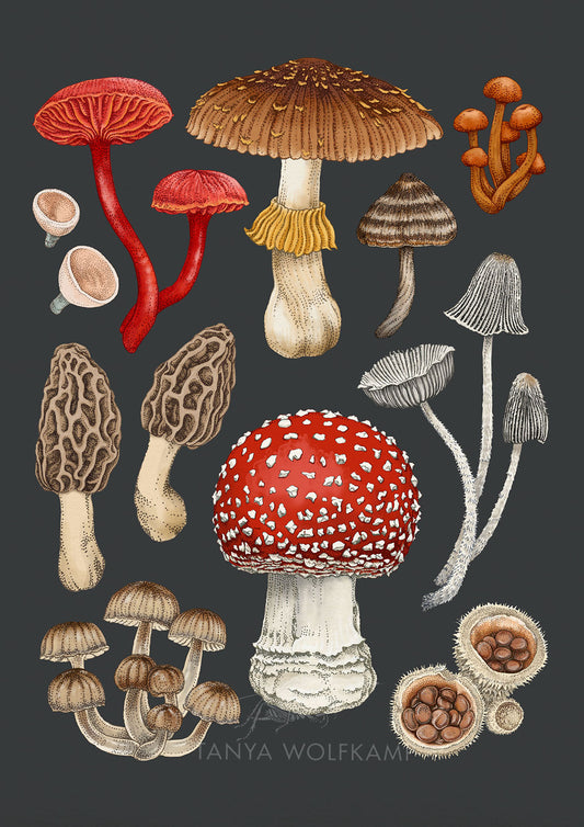 Illustration of NZ fungi and mushrooms on a grey background from Tanya Wolfkamp's natural history collection.