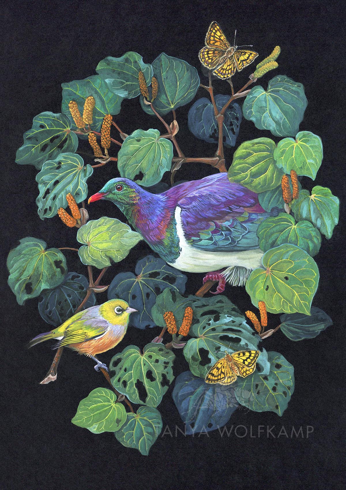Gouache painting of a NZ wood pigeon or kereru and kawakawa on a dark background, by artist Tanya Wolfkamp