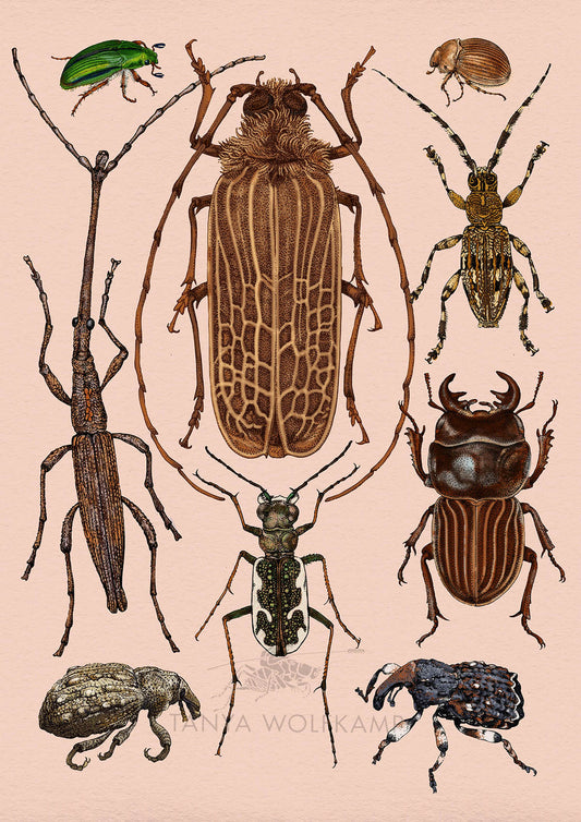 Illustration of NZ native beetles on a soft blush background, by artist Tanya Wolfkamp