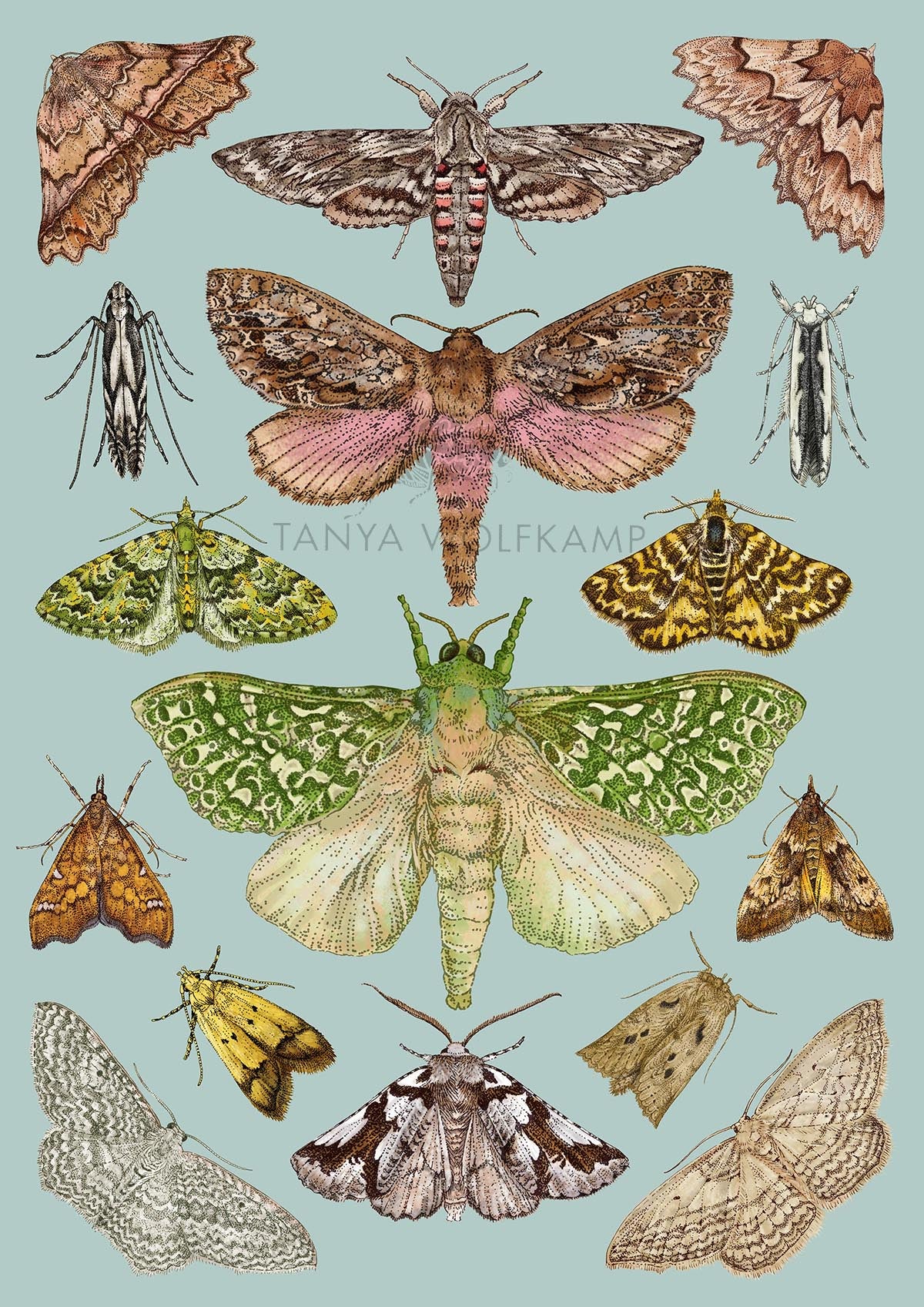 illustrations of NZ moths on a duck egg blue background, by NZ artist Tanya Wolfkamp
