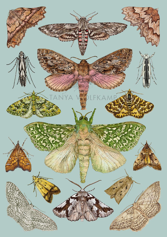 illustrations of NZ moths on a duck egg blue background, by NZ artist Tanya Wolfkamp