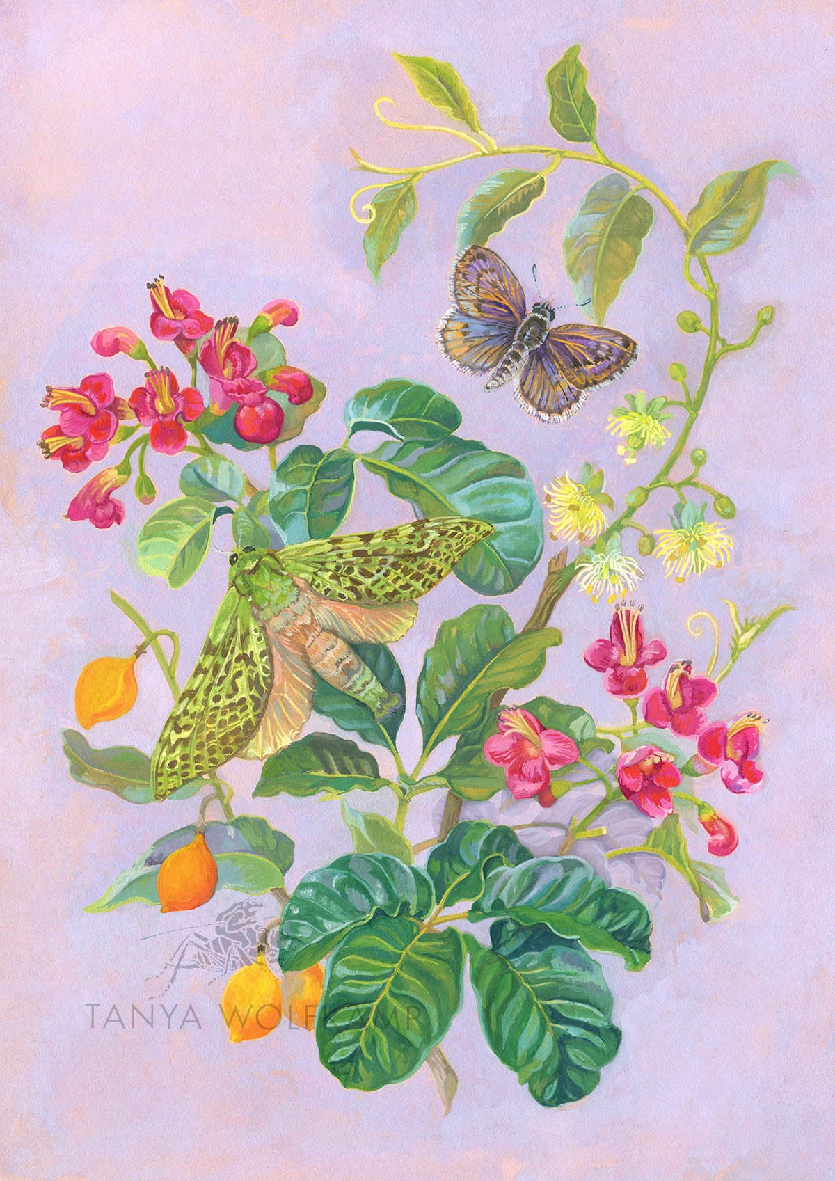 Gouache painting of NZ native puriri moth and orange kohia on a mauve background,  by Tanya Wolfkamp