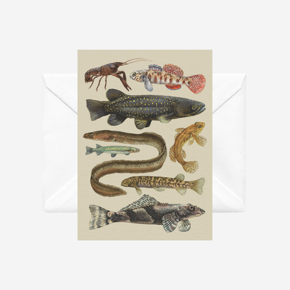 Card with illustrations of various fish species on a beige background with a white envelope.
