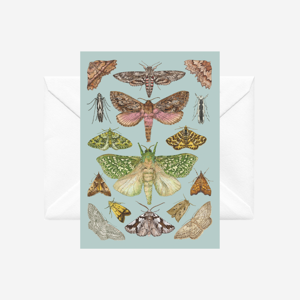 Card with illustrations of NZ moths on a duck egg blue background with a white envelope, by artist Tanya Wolfkamp