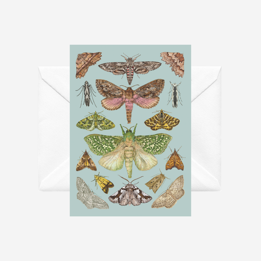 Card with illustrations of NZ moths on a duck egg blue background with a white envelope, by artist Tanya Wolfkamp